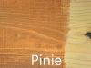Pinie